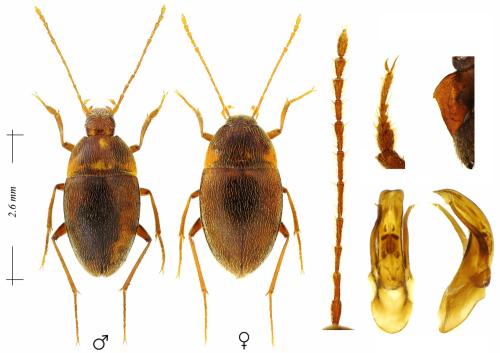 Speonomus abeillei bouilloni